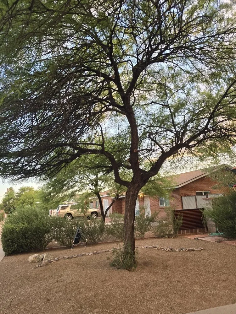 Affordable landscaping services in Tucson, AZ by Az Sunshine Landscaping & Design