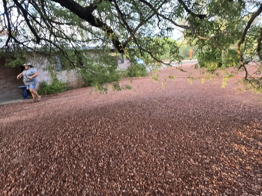 Custom landscape design in Tucson, AZ - Az Sunshine Landscaping & Design