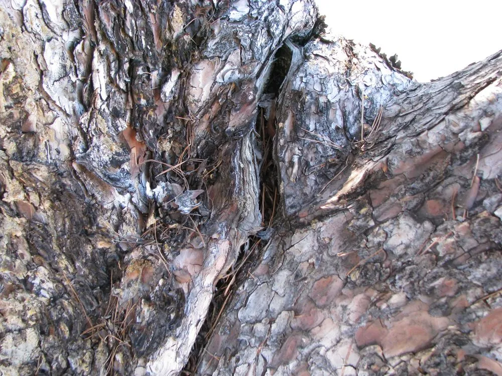 Professional lawn mowing service experts serving Tucson, AZ - AZ Tree and Landscaping