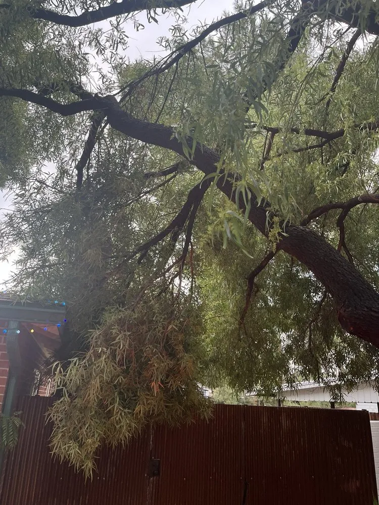 Custom landscaping services experts serving Tucson, AZ - AZ Tree and Landscaping