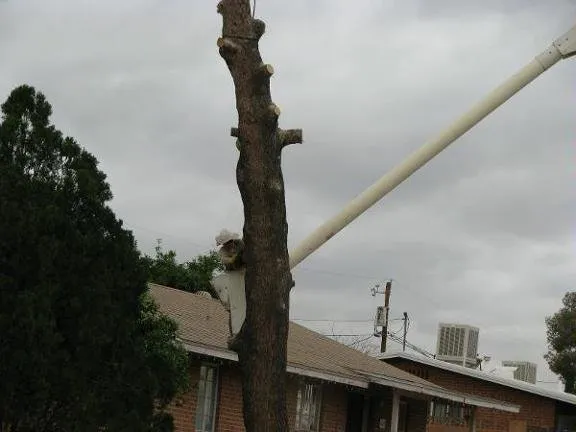 Top-rated landscape design for beautiful yards across Tucson, AZ - AZ Tree and Landscaping