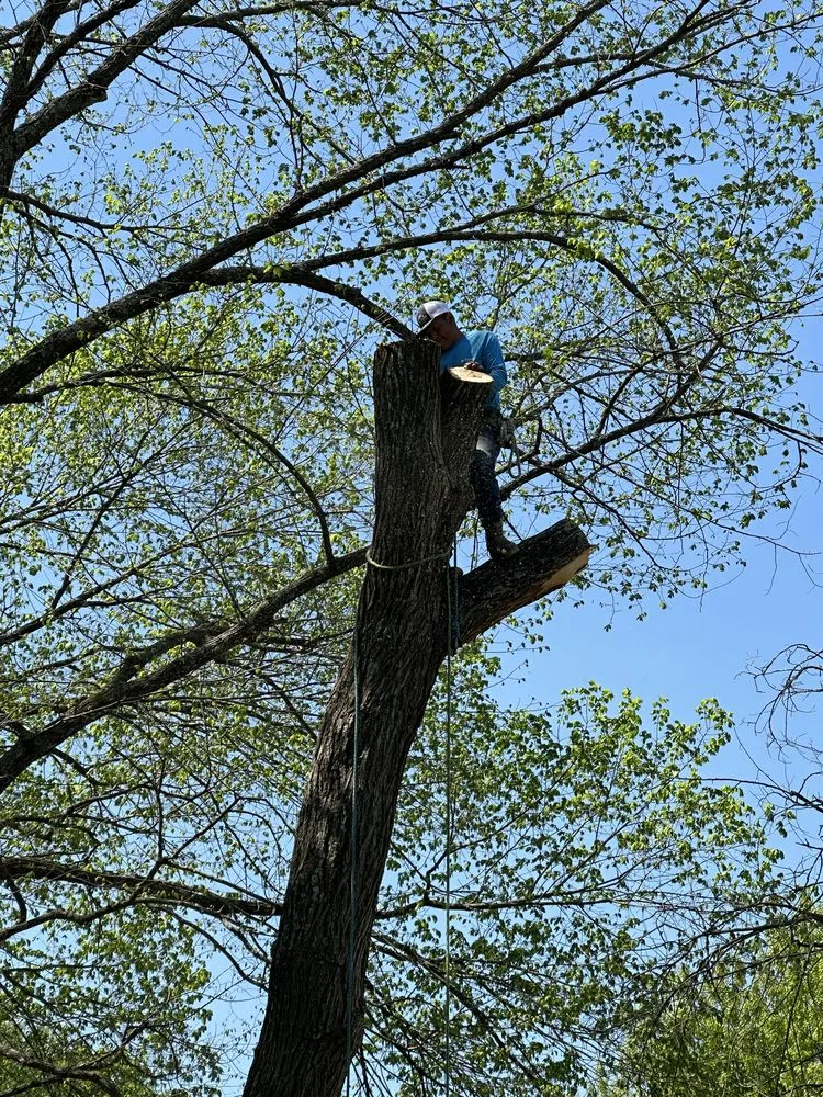 Trusted landscape installation experts serving Dallas, TX - Az Tree Services