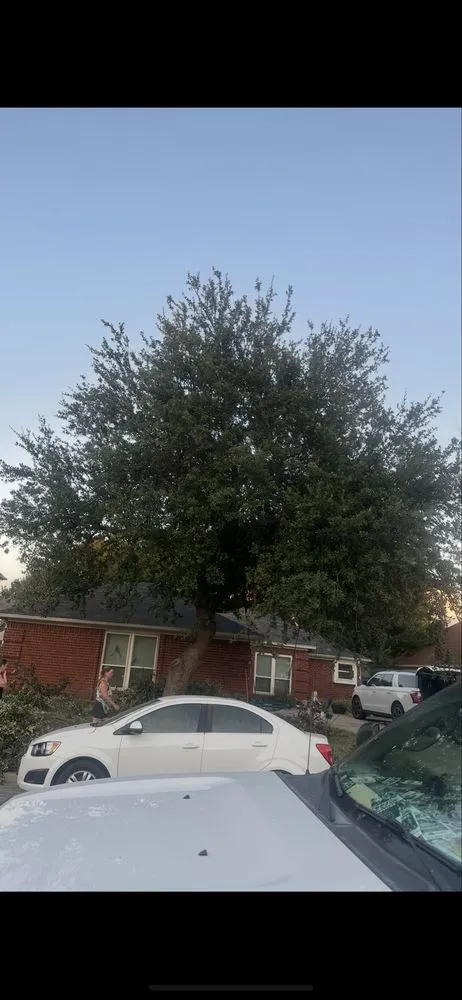 Custom yard maintenance experts serving Dallas, TX - Az Tree Services