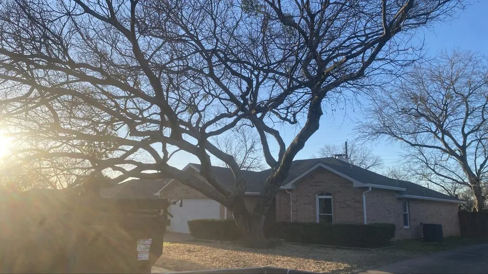 Professional residential landscaping experts serving Dallas, TX - Az Tree Services
