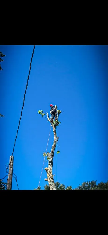 Expert yard cleanup service in Dallas, TX - Az Tree Services