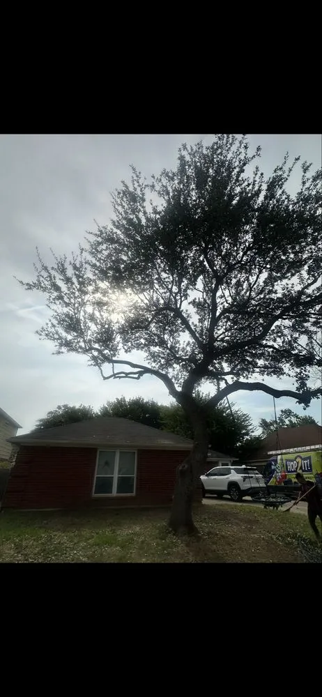 Reliable yard cleanup service with custom design across Dallas, TX - Az Tree Services