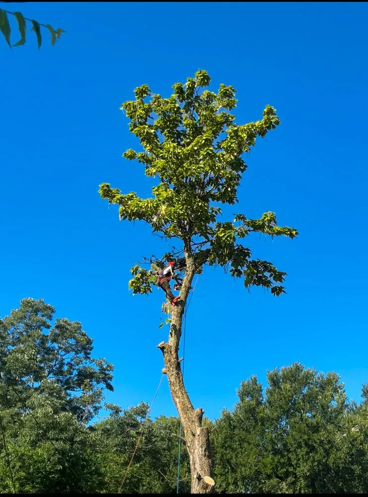 Local yard cleanup service for outdoor upgrades in Dallas, TX by Az Tree Services