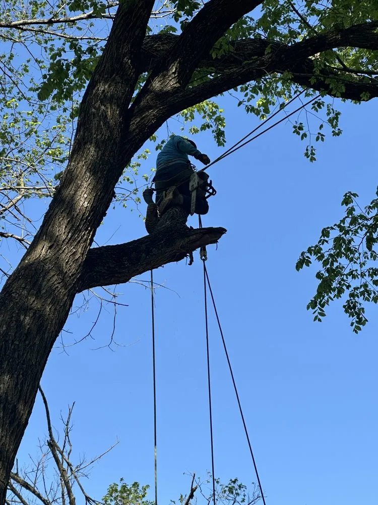 Custom lawn mowing service in Dallas, TX - Az Tree Services