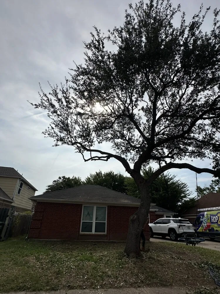 Trusted landscaping services experts serving Dallas, TX - Az Tree Services