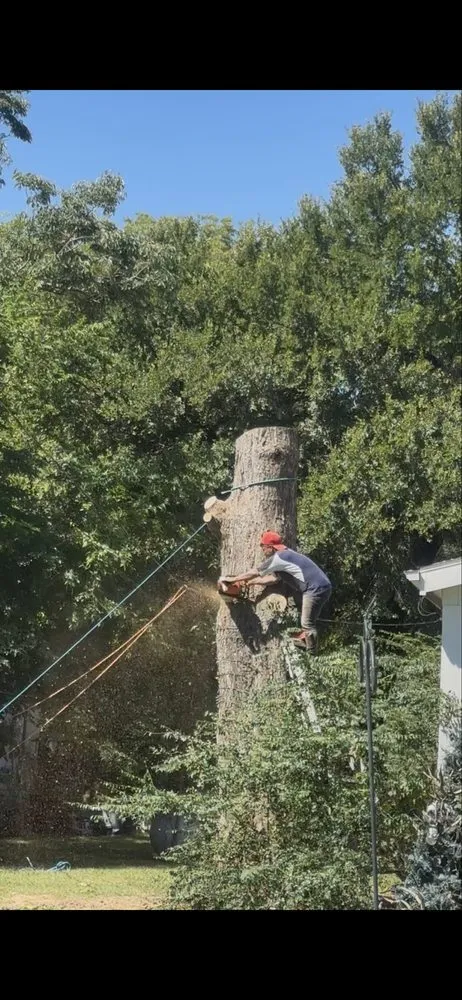 Affordable garden landscaping in Dallas, TX by Az Tree Services