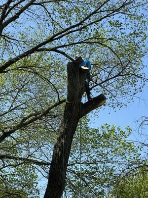 Az Tree Services Logo