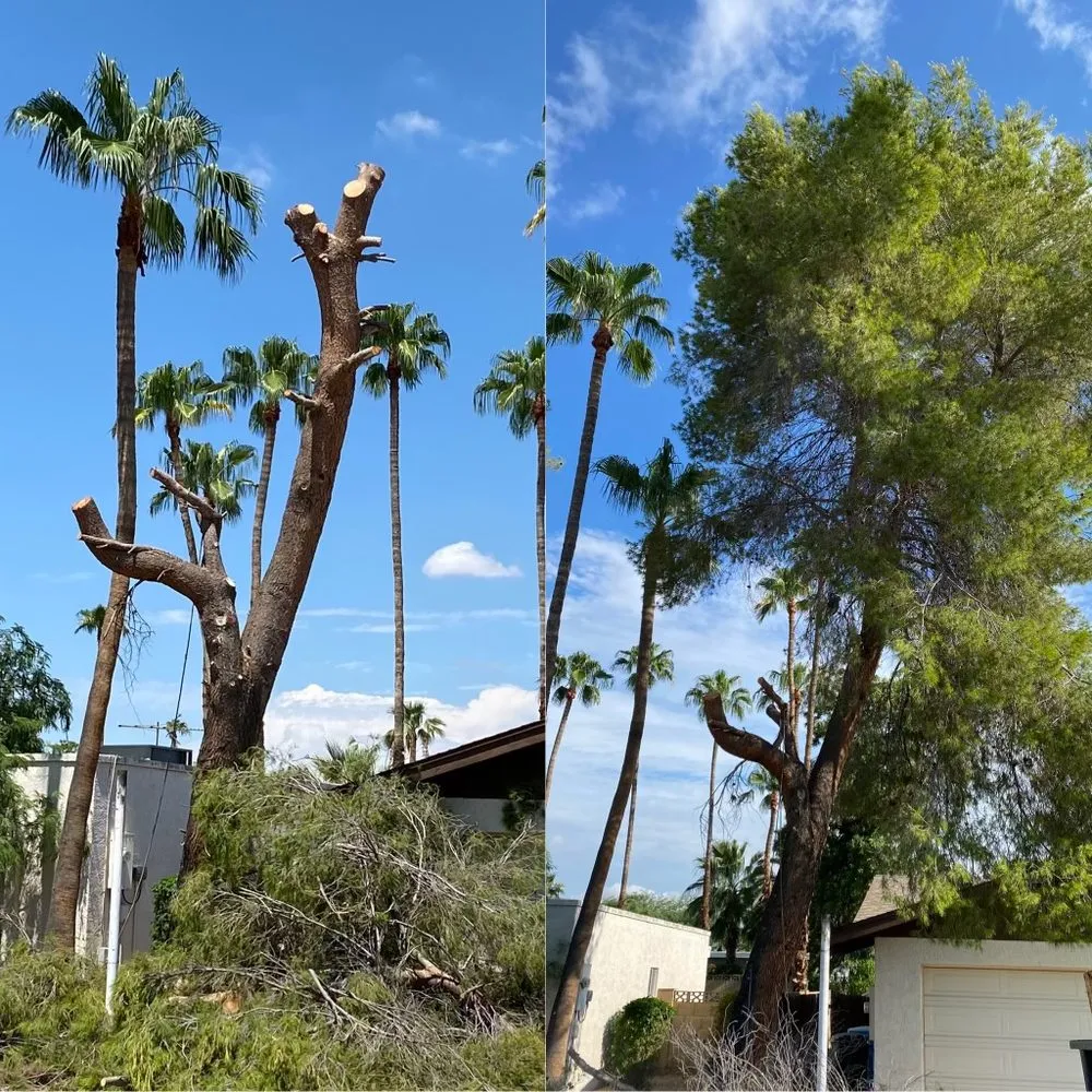 Custom residential landscaping in Phoenix, AZ - AZ Tree Team