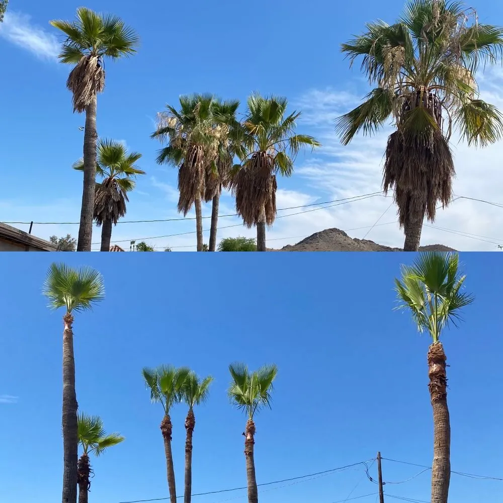 Custom yard cleanup service in Phoenix, AZ - AZ Tree Team