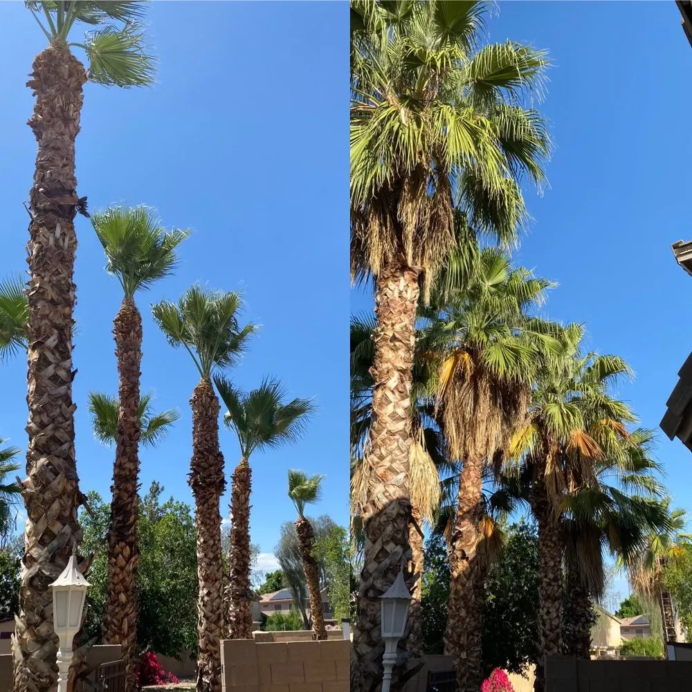 Trusted landscape design for year-round maintenance across Phoenix, AZ - AZ Tree Team