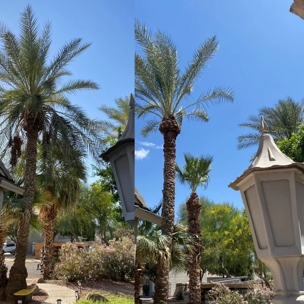 Professional landscape installation for beautiful yards in Phoenix, AZ by AZ Tree Team