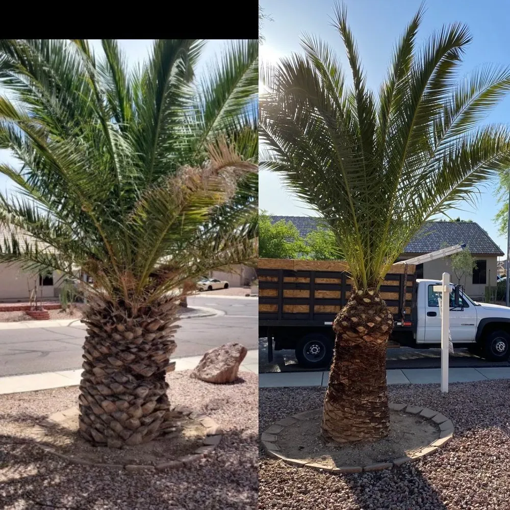 Top-rated lawn mowing service for outdoor upgrades in Phoenix, AZ by AZ Tree Team