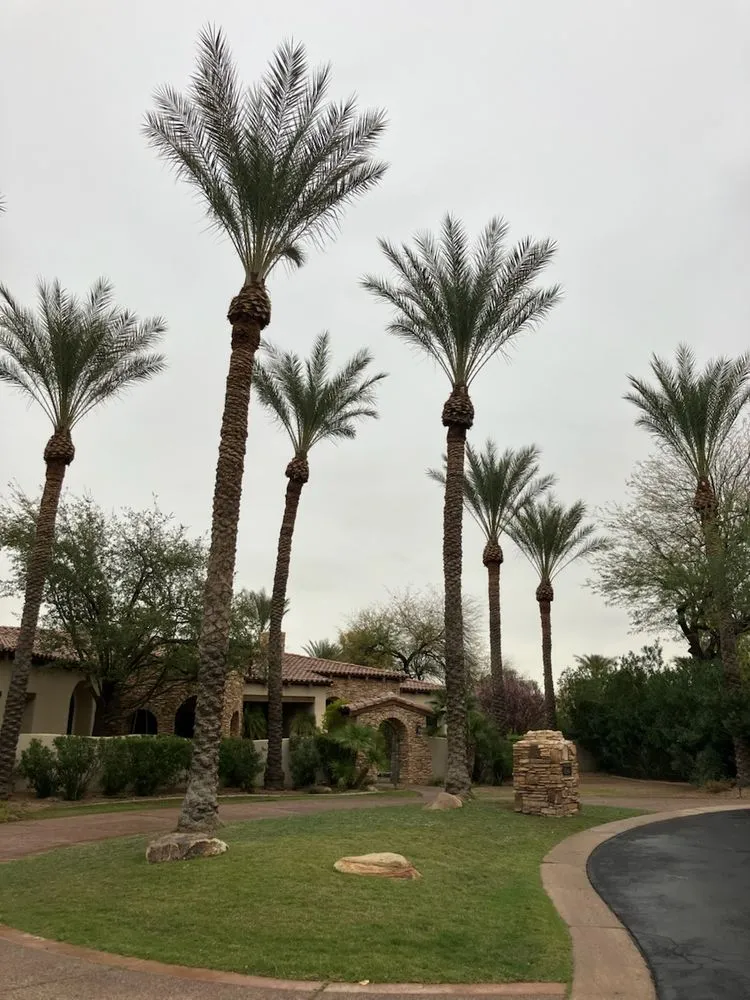 Local outdoor landscaping in Phoenix, AZ by AZ Tree Team