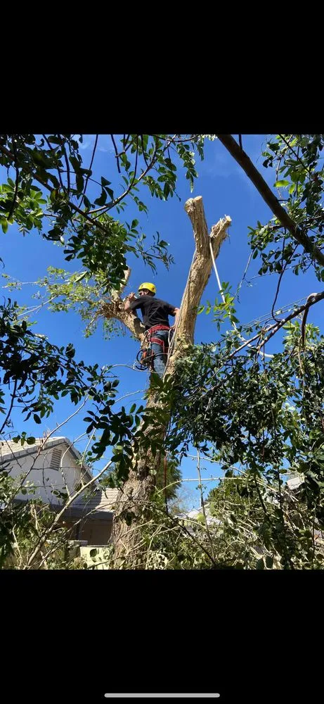 Top-rated landscape installation in Phoenix, AZ - AZ Tree Team
