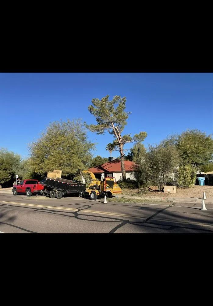 Affordable landscape design in Phoenix, AZ - AZ Tree Team