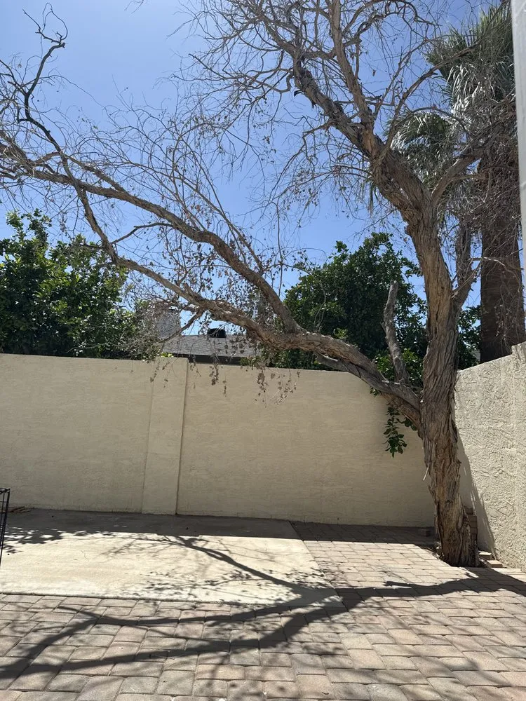 Reliable yard maintenance in Phoenix, AZ - AZ Tree Team