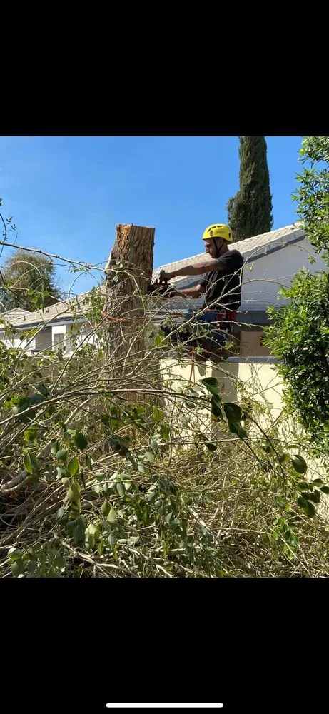 Affordable yard cleanup service in Phoenix, AZ - AZ Tree Team