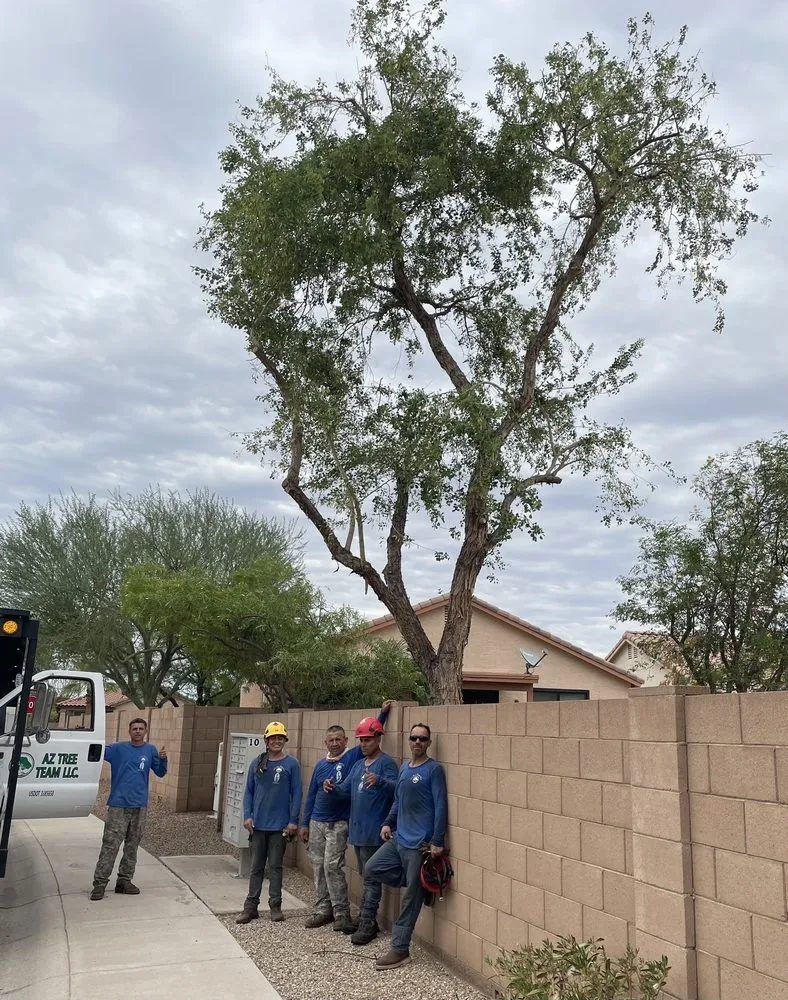Top-rated yard cleanup service experts serving Phoenix, AZ - AZ Tree Team
