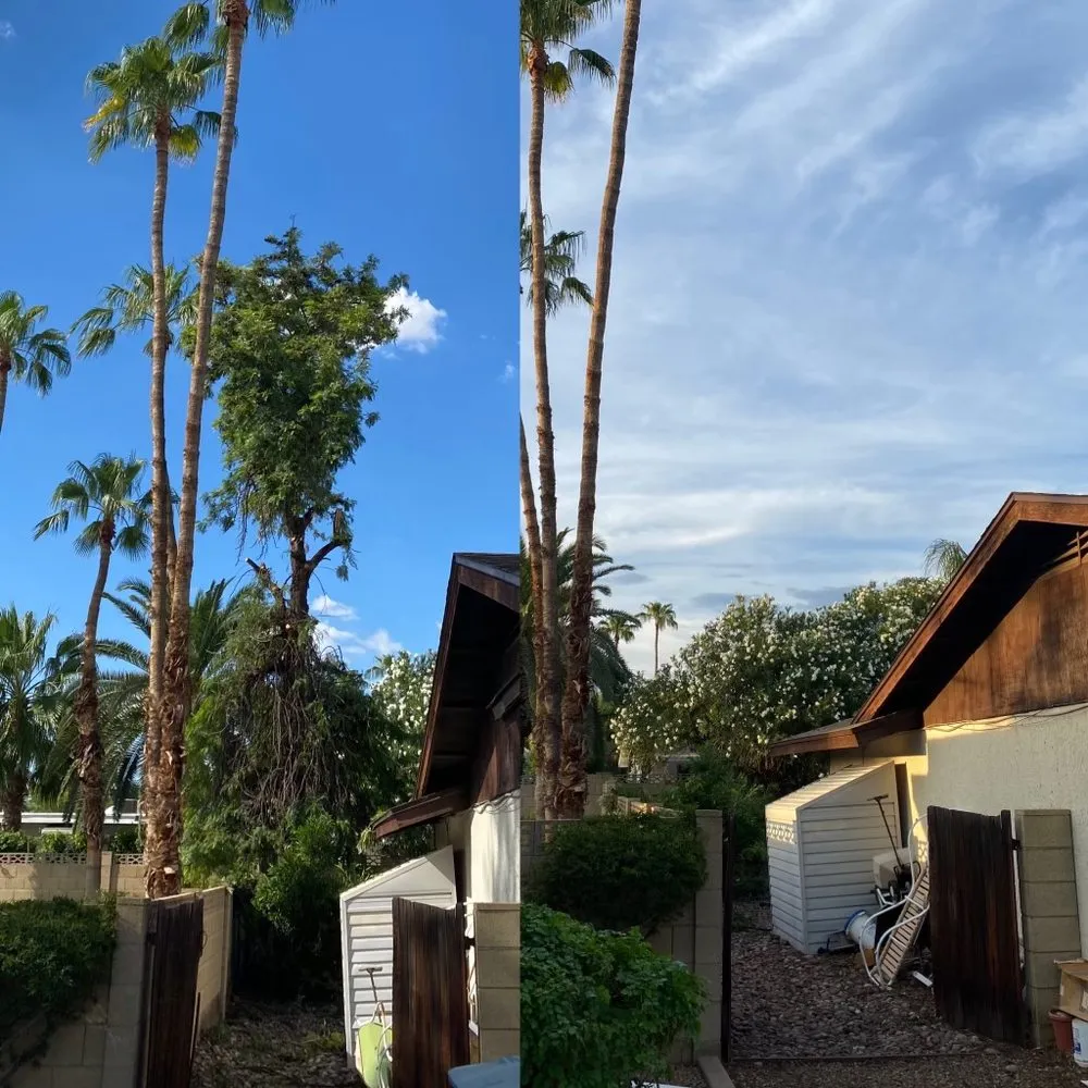 Custom garden landscaping in Phoenix, AZ - AZ Tree Team