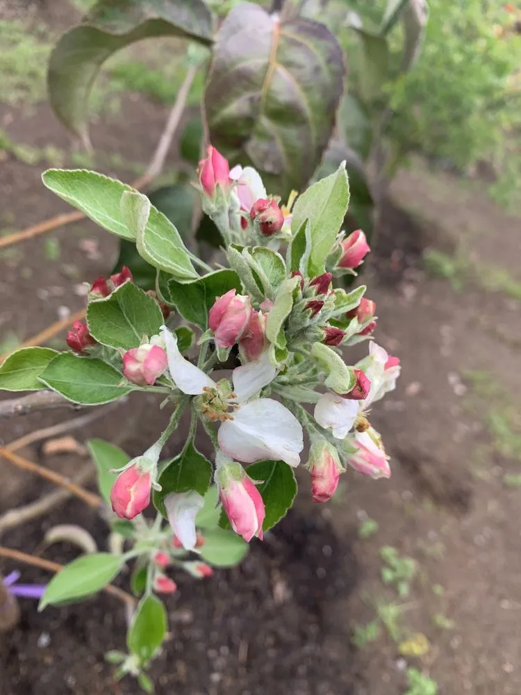 Local lawn care service for outdoor upgrades in Vista, CA by Azaleawood