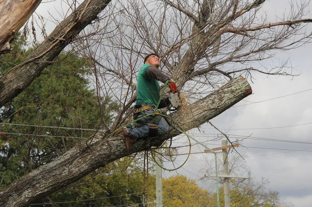 Custom garden landscaping in St. George, UT - AZC Tree Removal