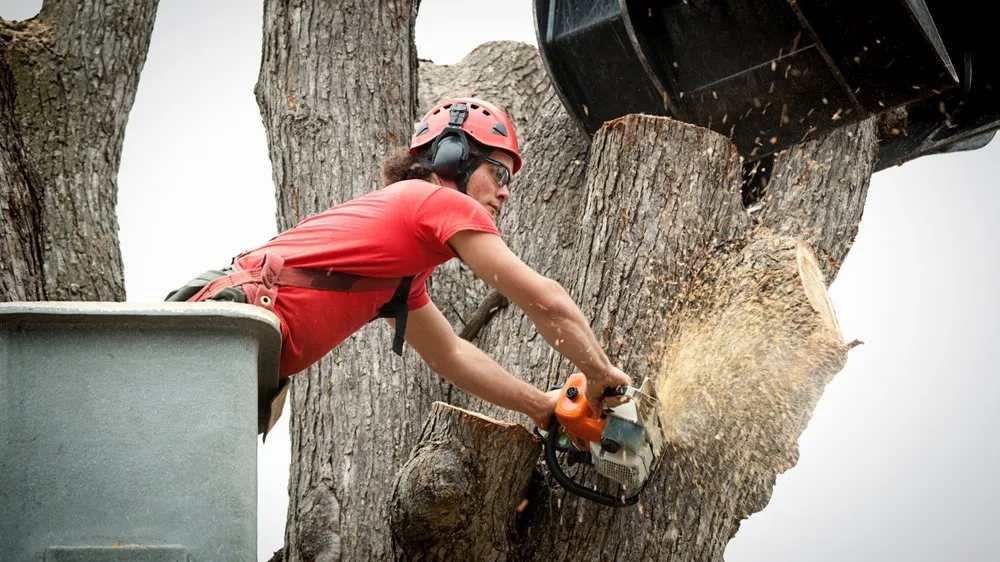 Top-rated yard maintenance in St. George, UT by AZC Tree Removal