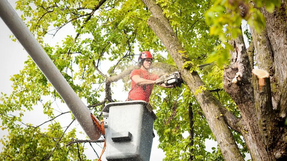 Affordable landscaping services experts serving St. George, UT - AZC Tree Removal