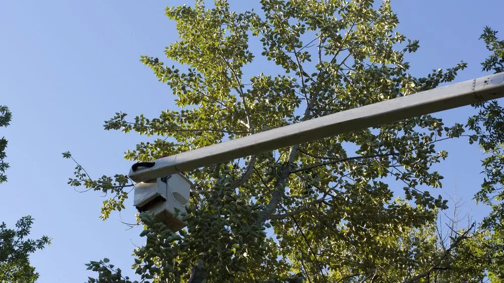 Custom lawn mowing service for beautiful yards across St. George, UT - AZC Tree Removal