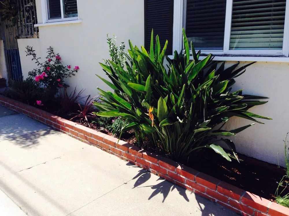 Professional yard cleanup service in San Francisco, CA - Azimut-Trees and Garden Services