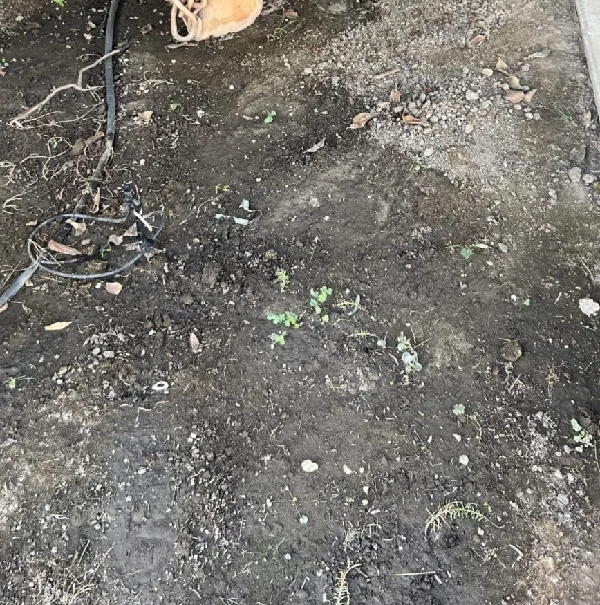 Expert lawn care service with custom design across Tulare, CA - Azores Landscaping