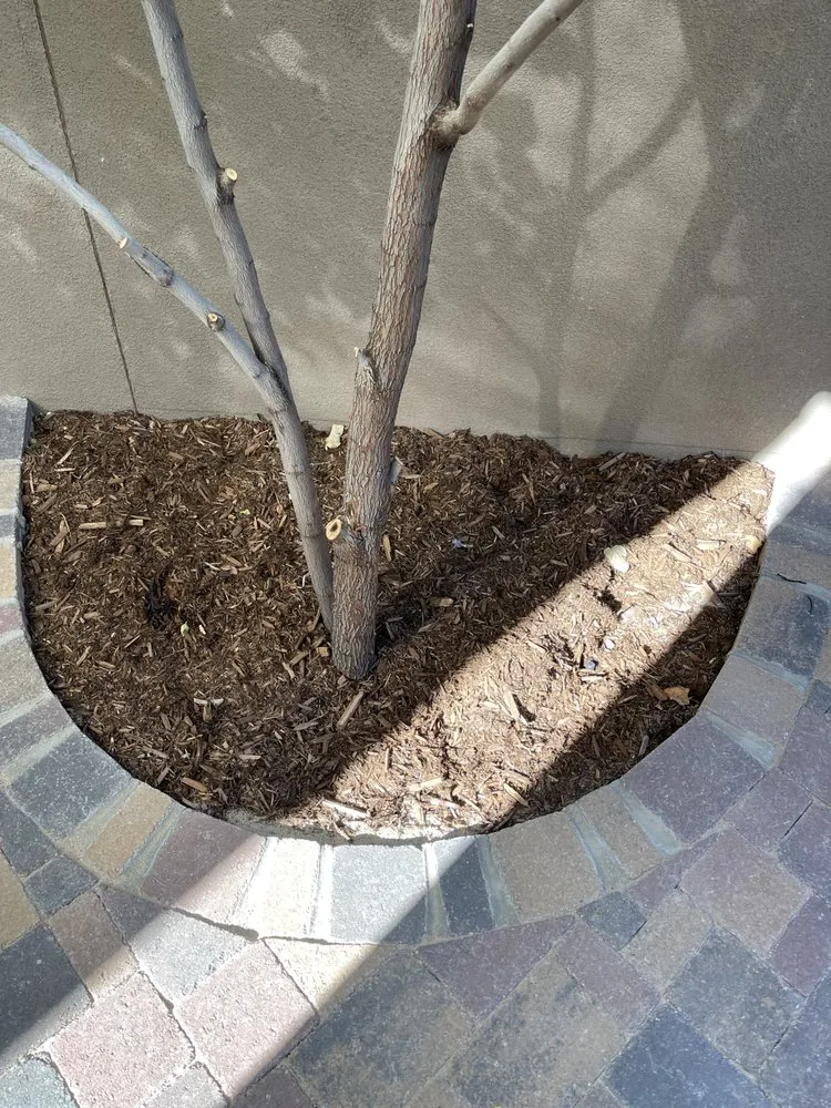 Professional lawn care service in Albuquerque, NM - AZR Landscape & Construction