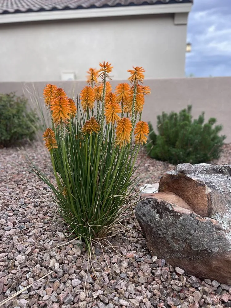 Professional yard cleanup service in Albuquerque, NM - AZR Landscape & Construction