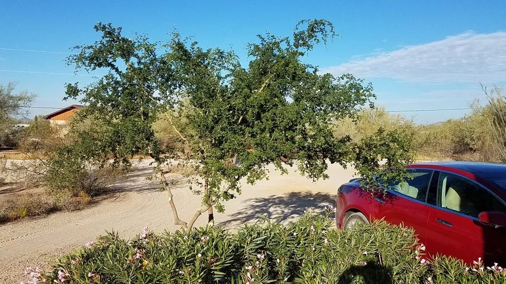 Affordable residential landscaping for year-round maintenance in Anthem, AZ by Azteca Home Services