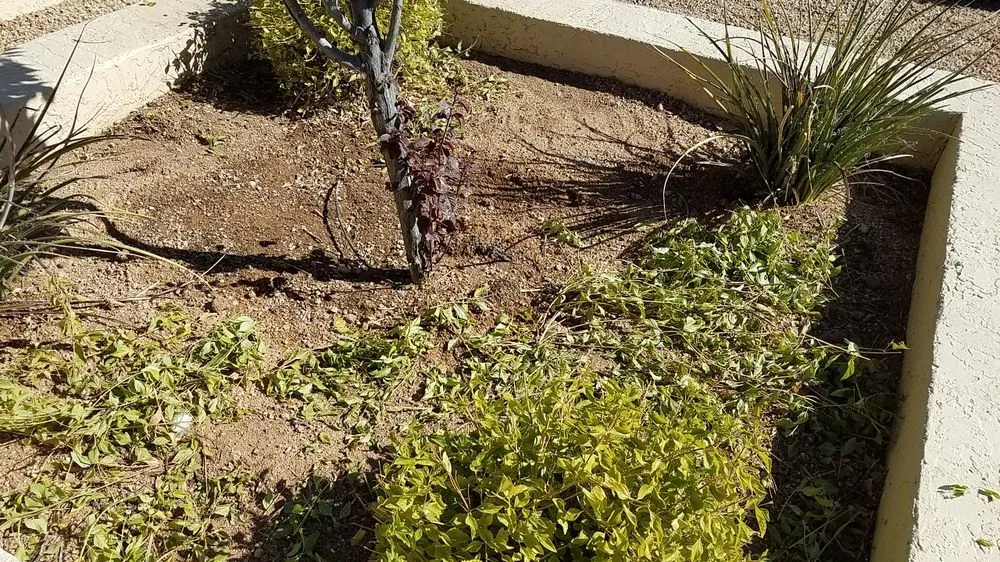 Professional yard maintenance in Anthem, AZ by Azteca Home Services