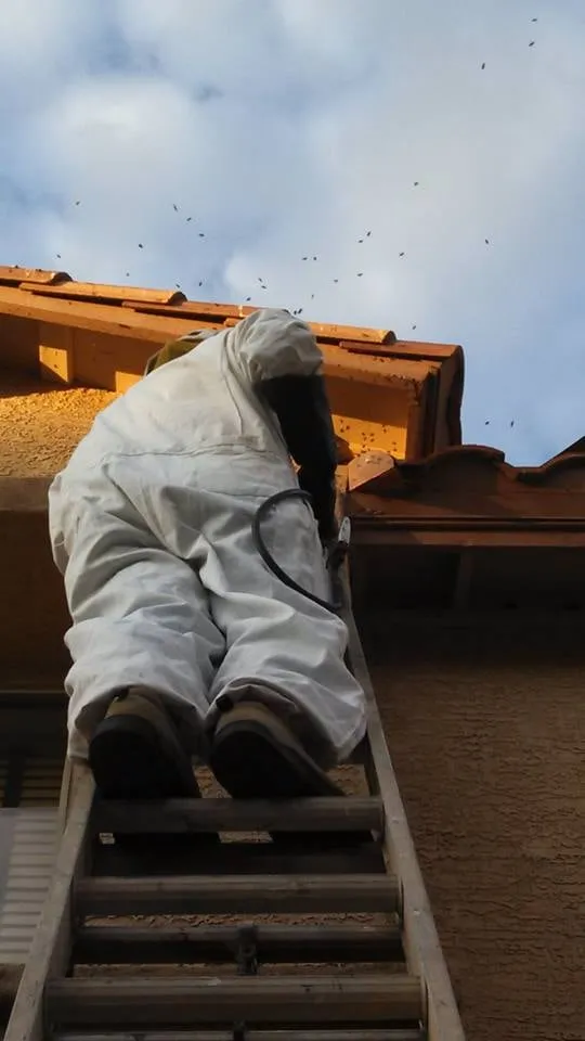 Trusted yard cleanup service for year-round maintenance across Anthem, AZ - Azteca Home Services