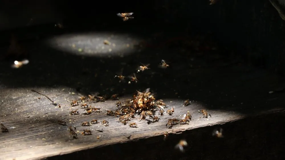 Expert yard maintenance for beautiful yards across Anthem, AZ - Azteca Home Services