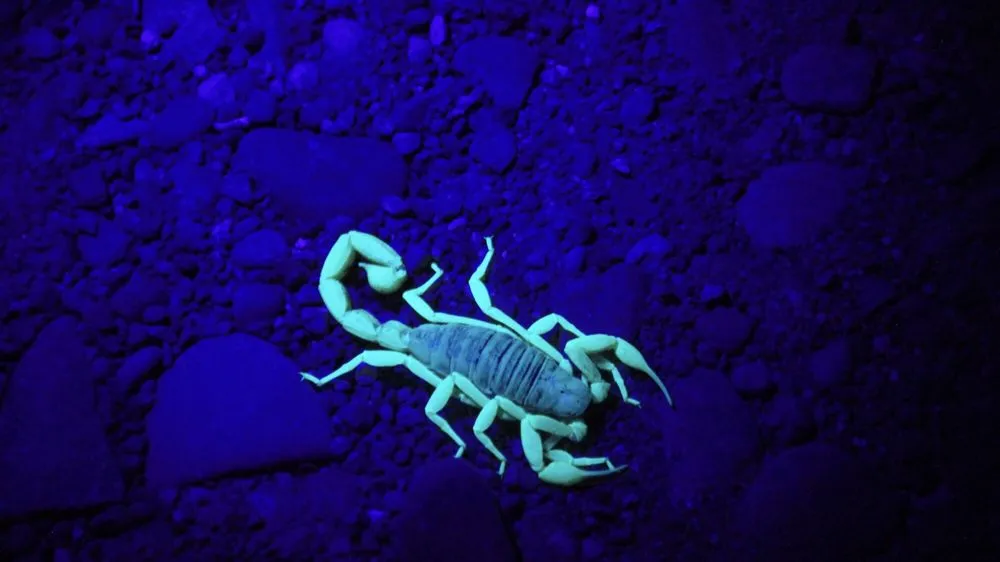 Expert residential landscaping in Anthem, AZ by Azteca Home Services