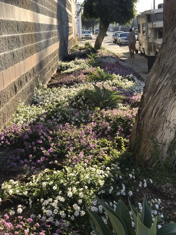 Affordable landscape installation in Bell, CA by Azucenas and Gladiolas Gardening Service