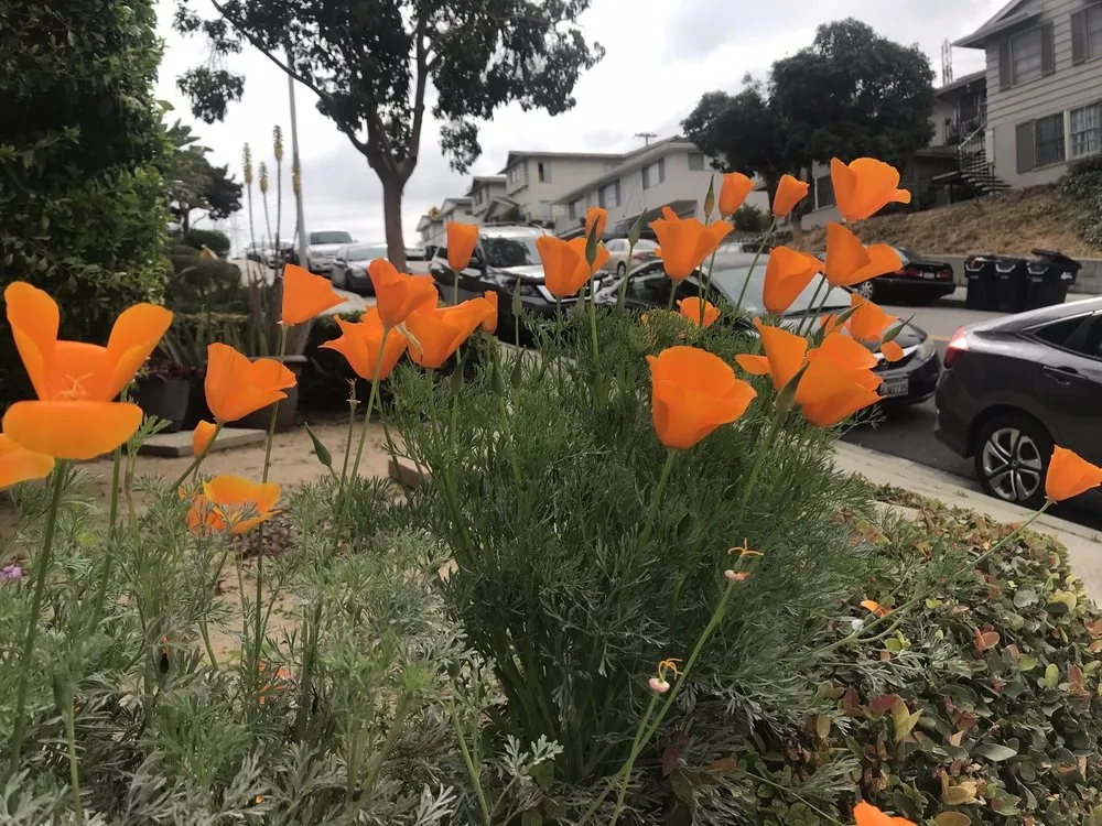 Top-rated garden landscaping in Bell, CA - Azucenas and Gladiolas Gardening Service