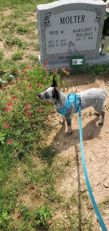 Local outdoor landscaping for year-round maintenance in Selma, TX by Azucena’s Killer Lawn Service
