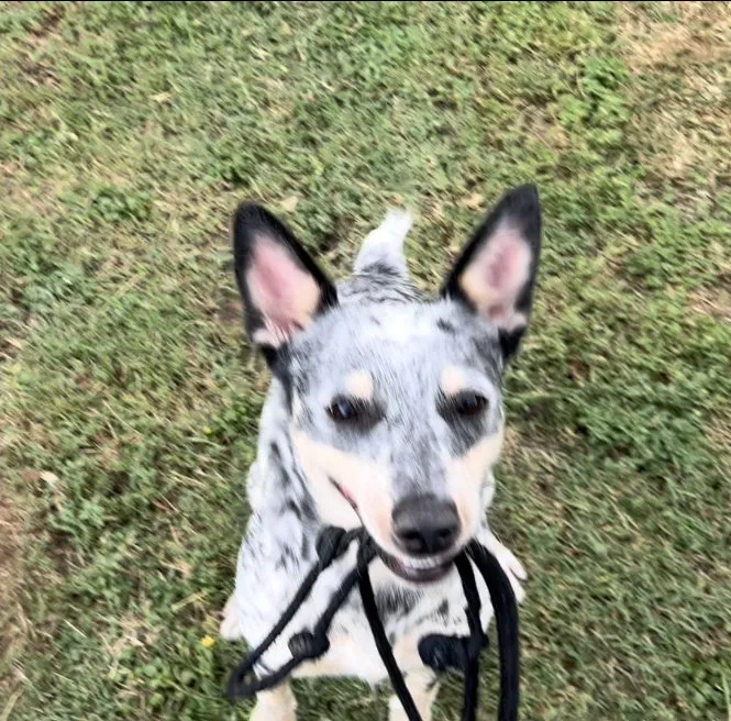 Expert yard maintenance experts serving Selma, TX - Azucena’s Killer Lawn Service