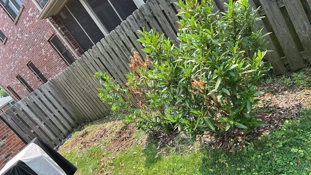 Local yard maintenance experts serving St. Peters, MO - Azul Agave Landscaping