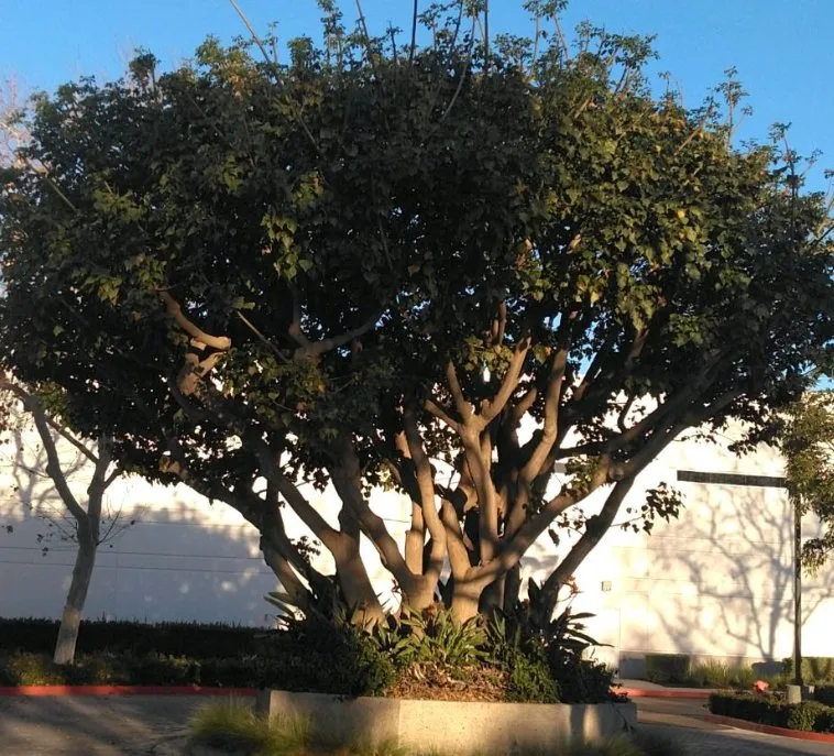 Custom lawn care service near you across La Habra, CA - Azury Landscaping