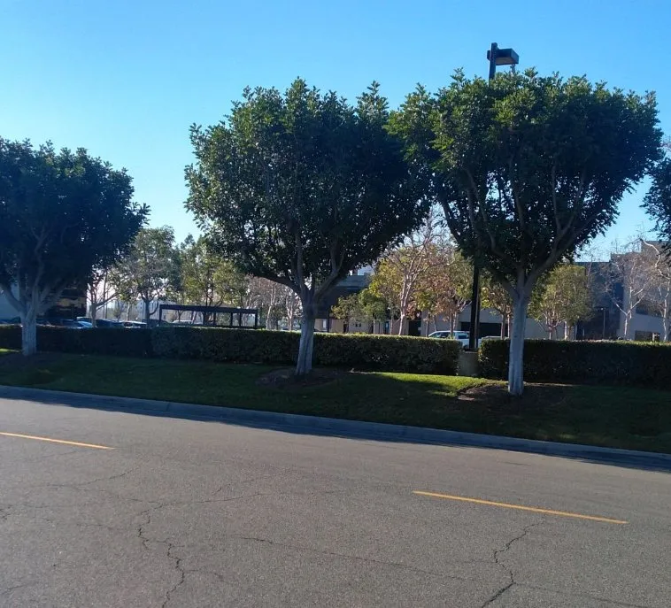 Professional lawn mowing service experts serving La Habra, CA - Azury Landscaping