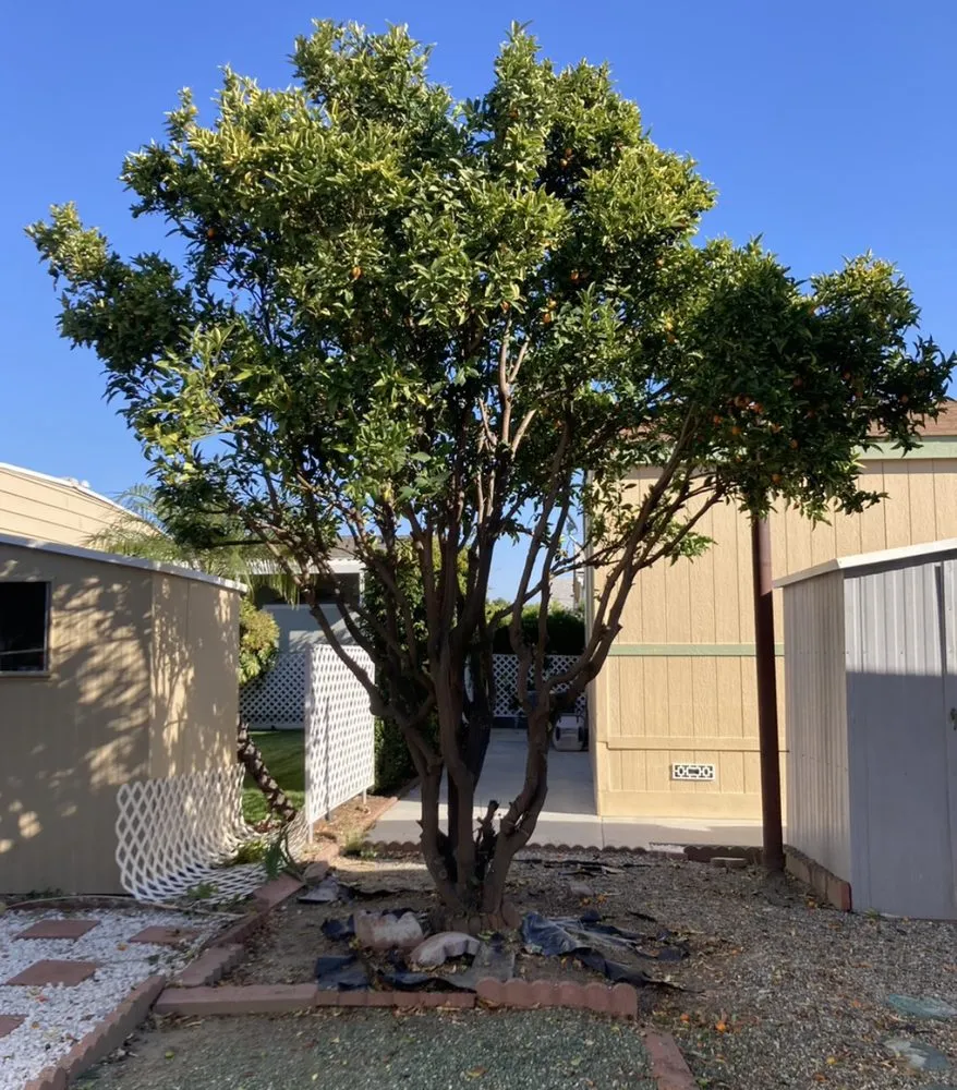 Expert residential landscaping for year-round maintenance in La Habra, CA by Azury Landscaping