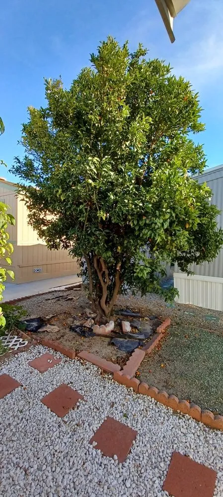 Trusted residential landscaping in La Habra, CA - Azury Landscaping